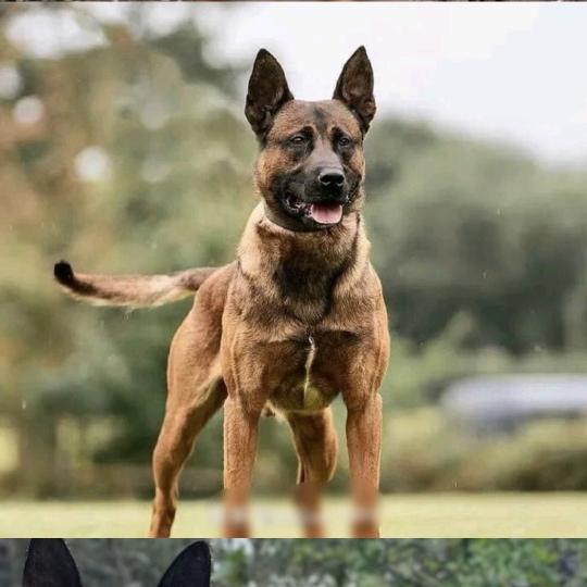 华盛马犬养殖基地