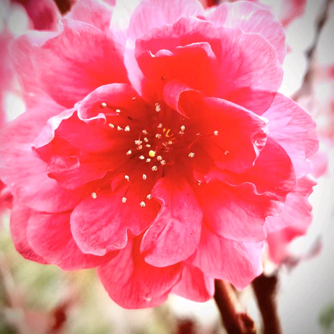 人生如梦🌸