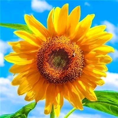 🌻🌻🌻