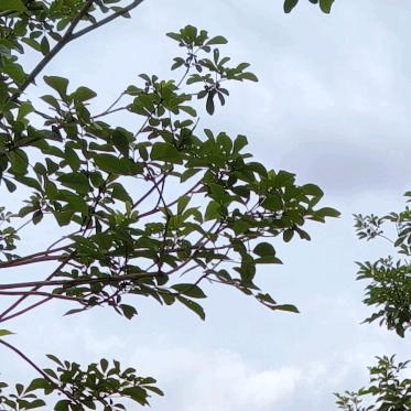 多糖红曲上工08