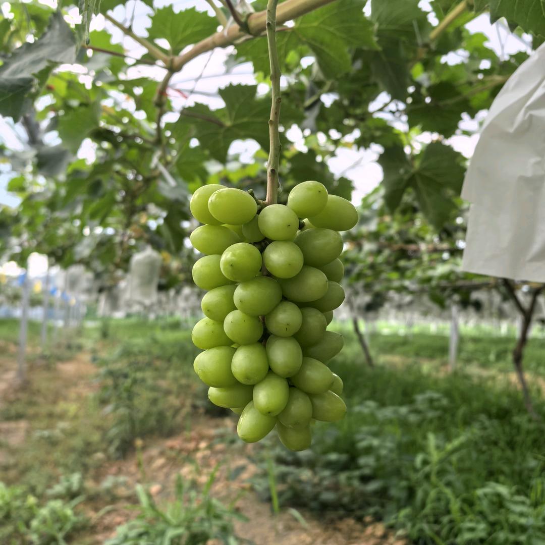 平棋葡萄