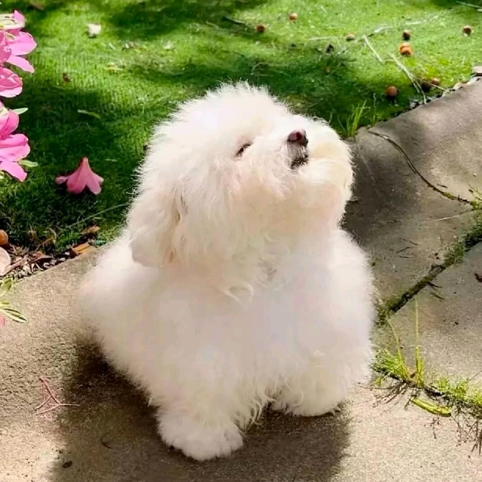 荔枝绵绵冰