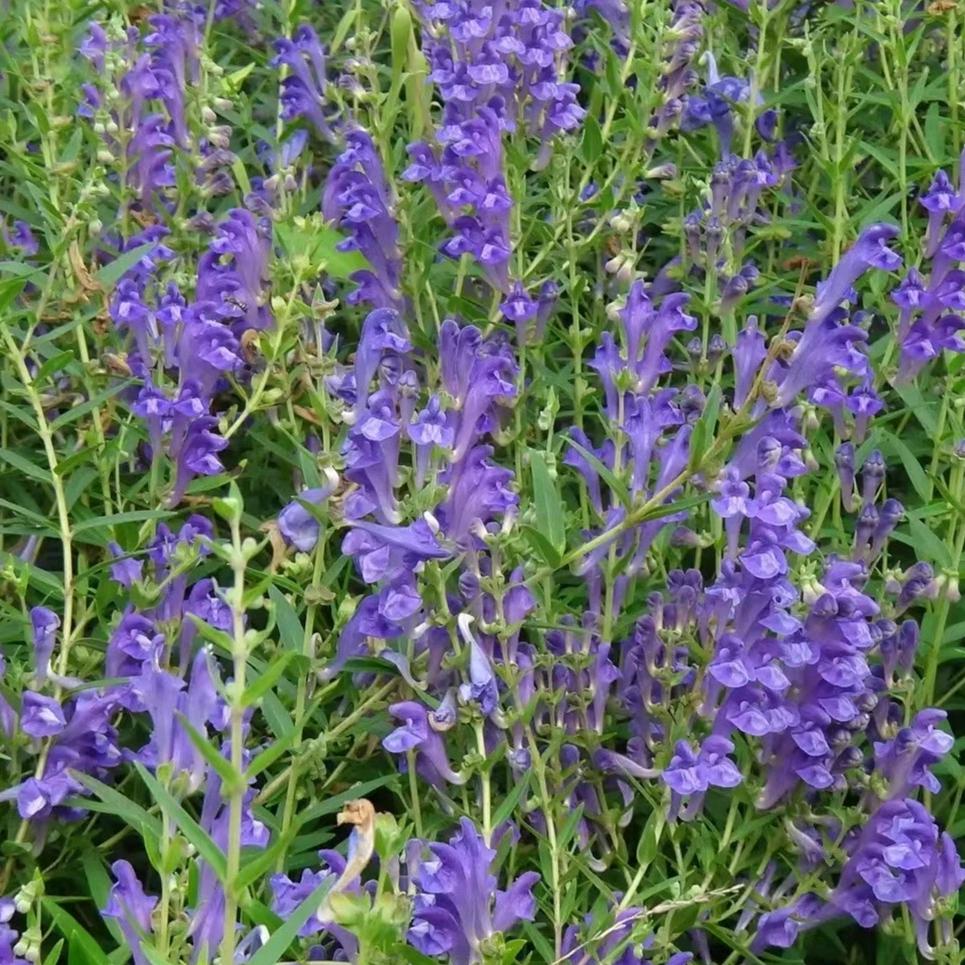 山西君泽中药材