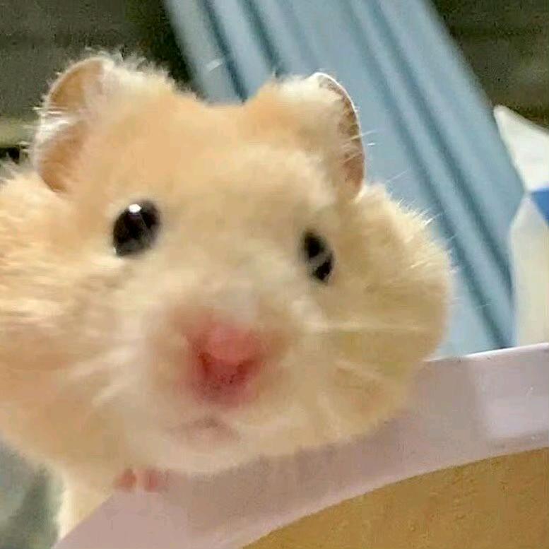 圈圈大王