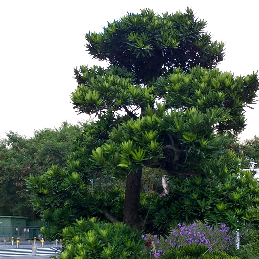 ((香欣))((茹愿))