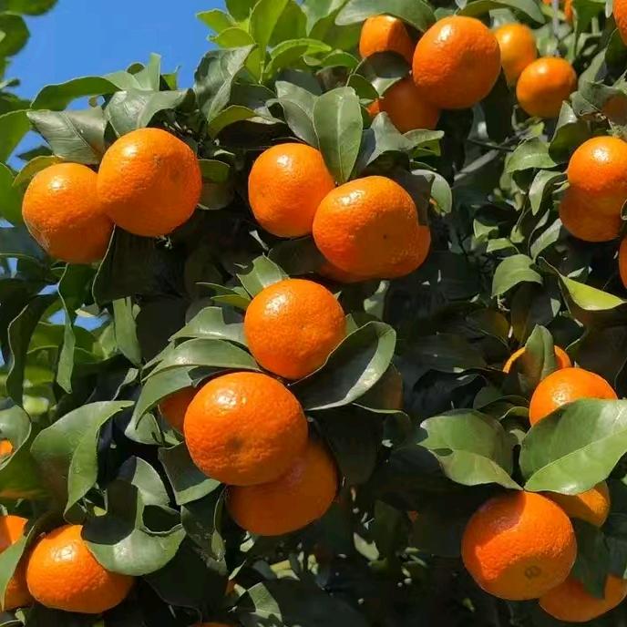 富川琪姐果蔬销售店