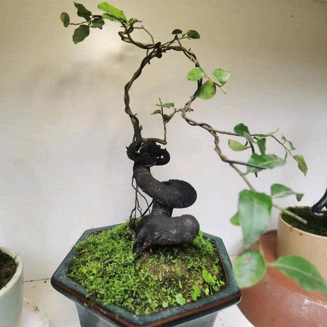 小唐（户外日常）