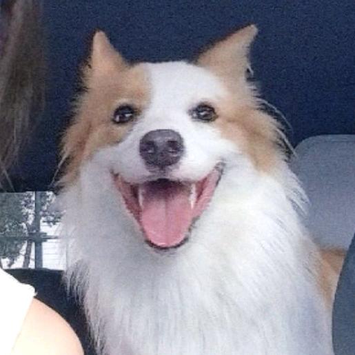 可乐🥤🐶