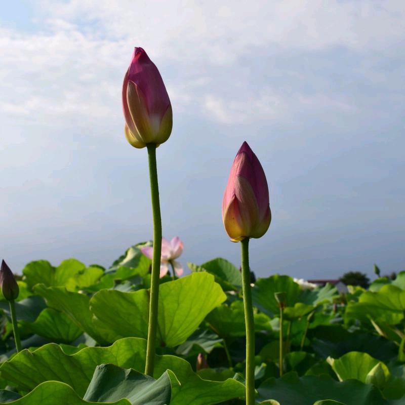 鲸🐳鱼