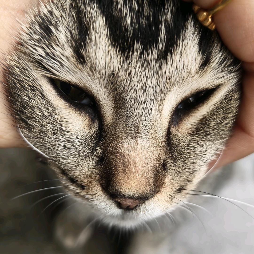 他不相信我是迪迦