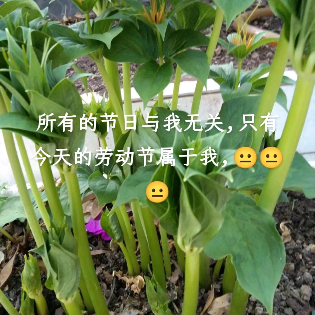 往事随风🌸🌸
