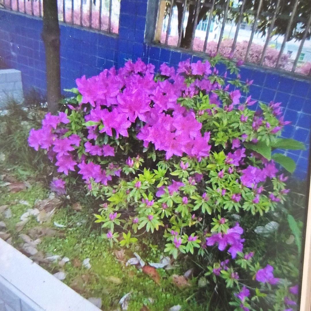 为人民服务