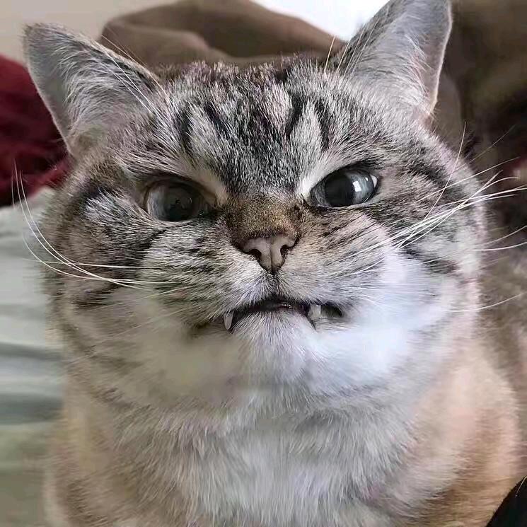 颉