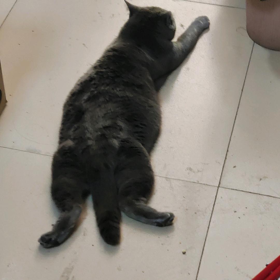 独耳蓝胖子