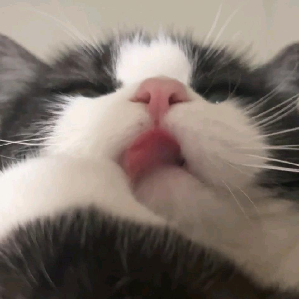独有猫TVT