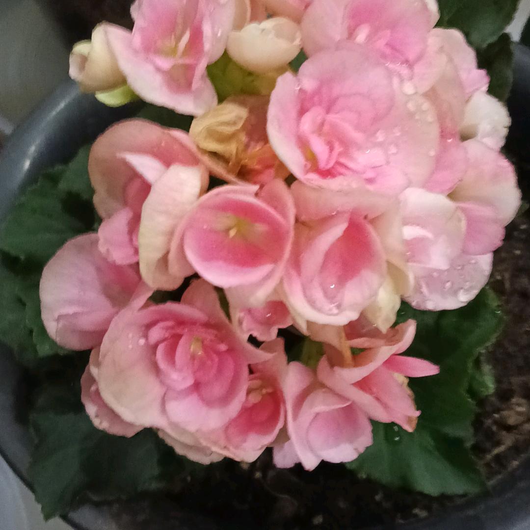 高玉梅