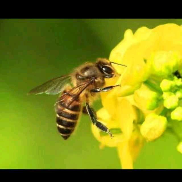 蜜蜂