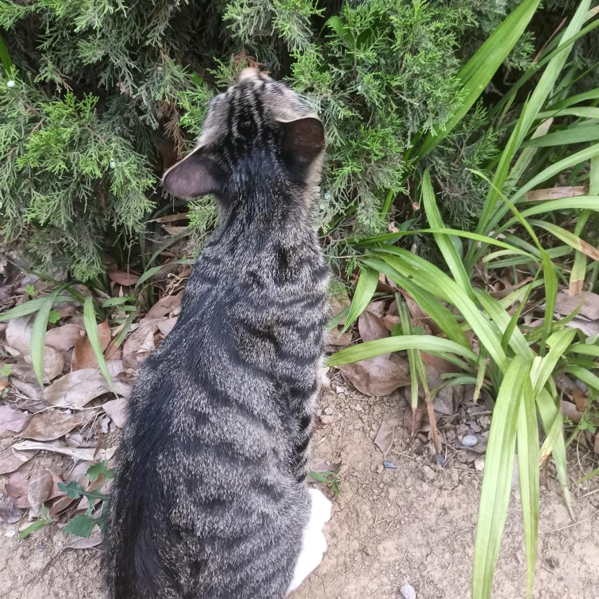 努力更新的番茄萌新