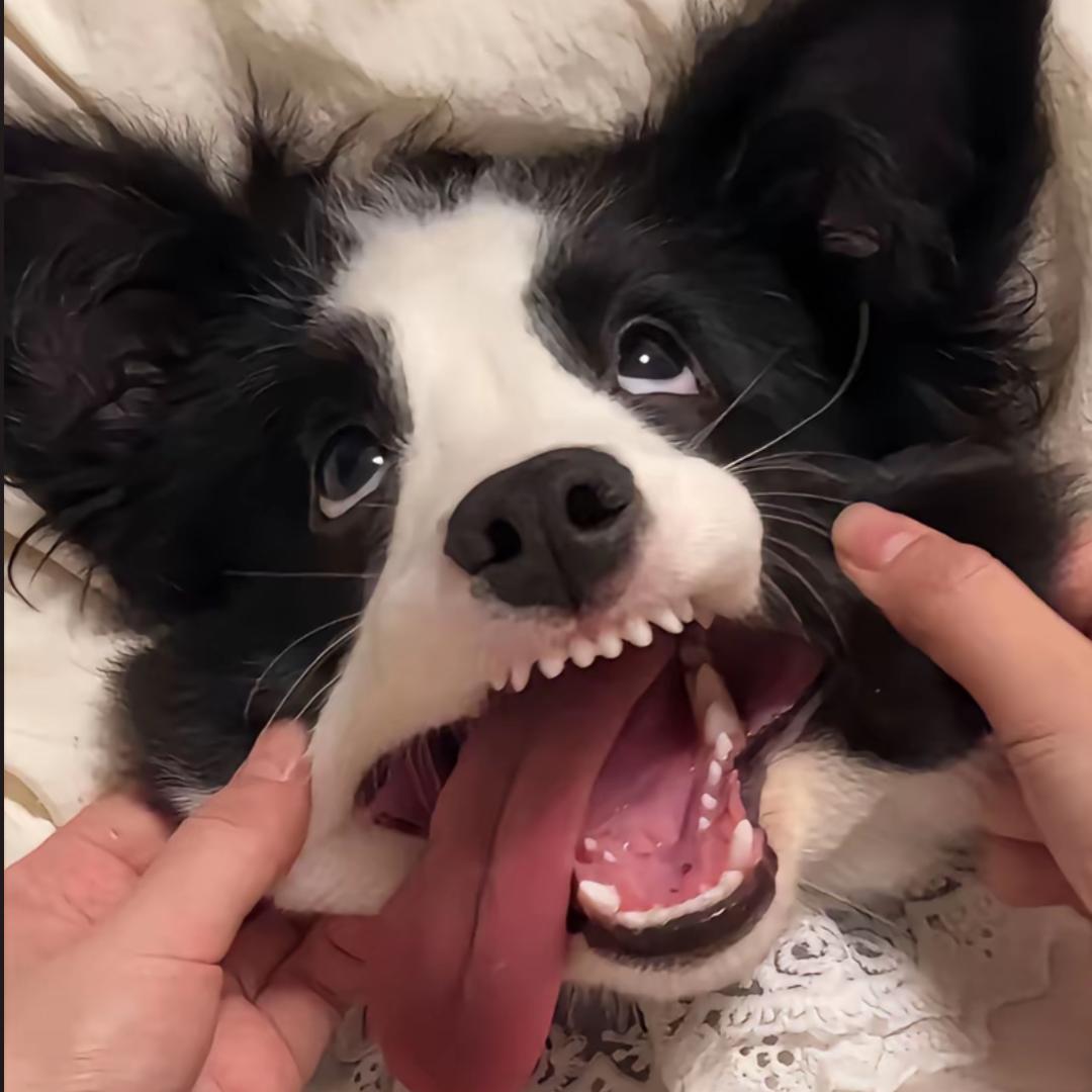 夜呼黏苞米🇨🇳