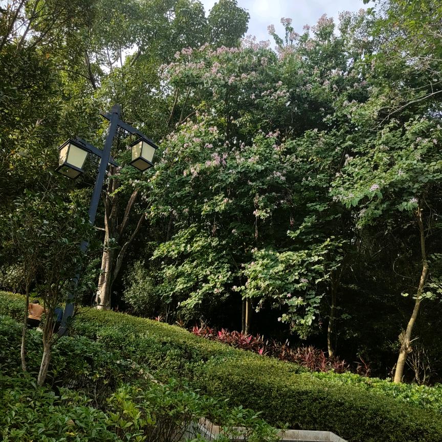 刘英姐