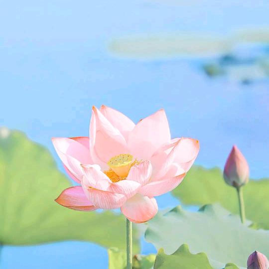 花开富贵🌸