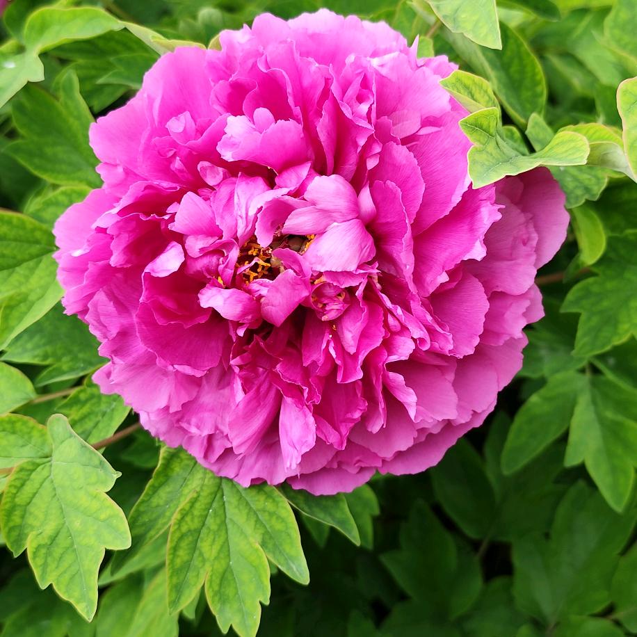 刺玫瑰（拒绝连赞）