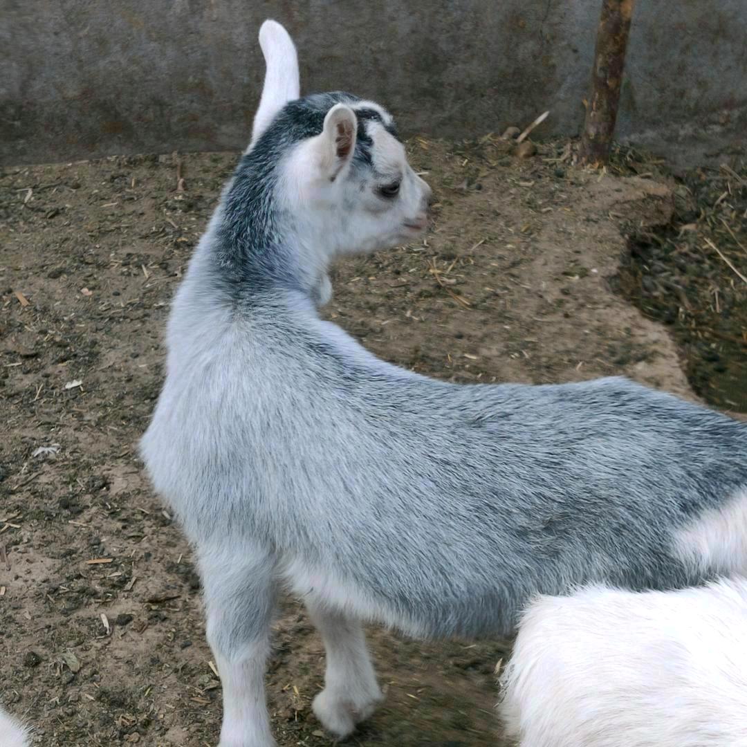 奶山羊