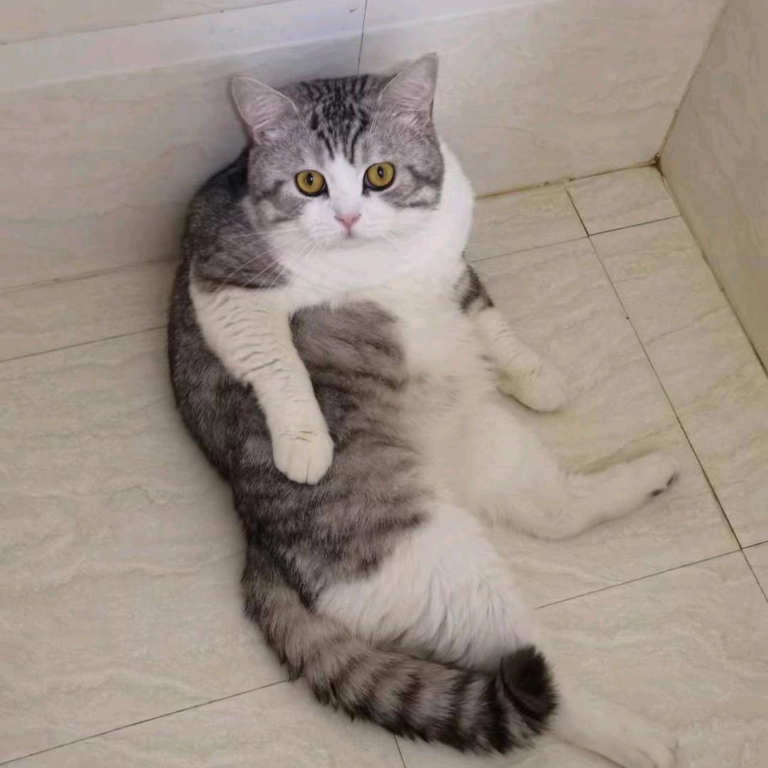 小猪菲比