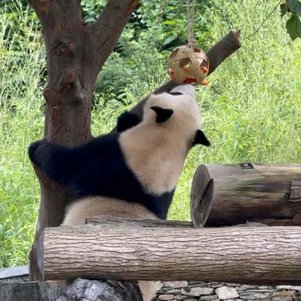 美香添添小奇迹