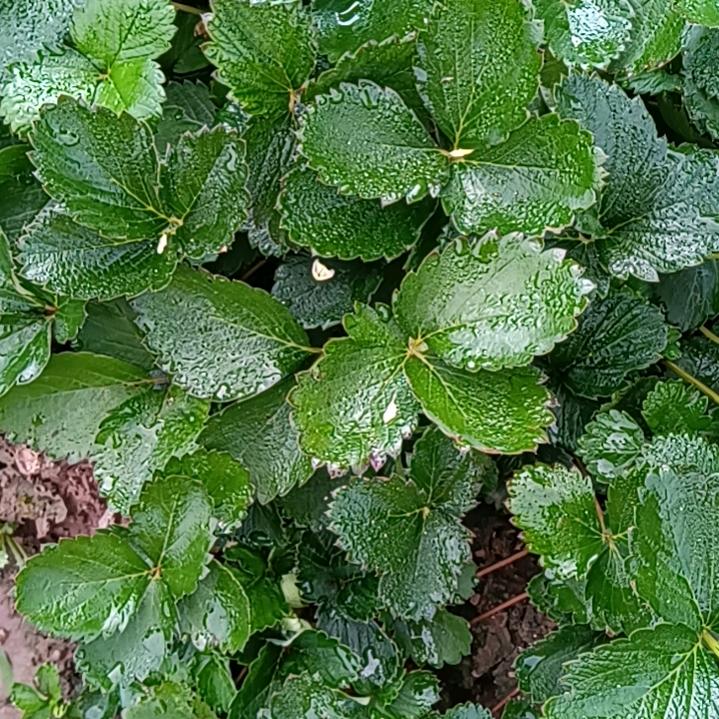 小院草莓妹（拒绝私聊）