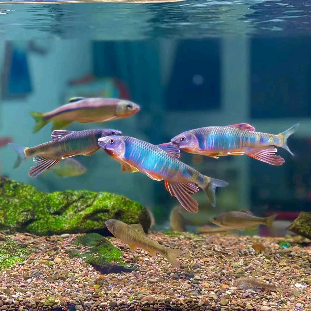 山石水族