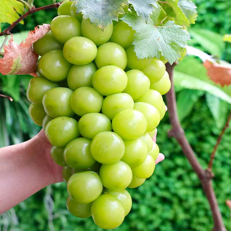 实惠农家优选店