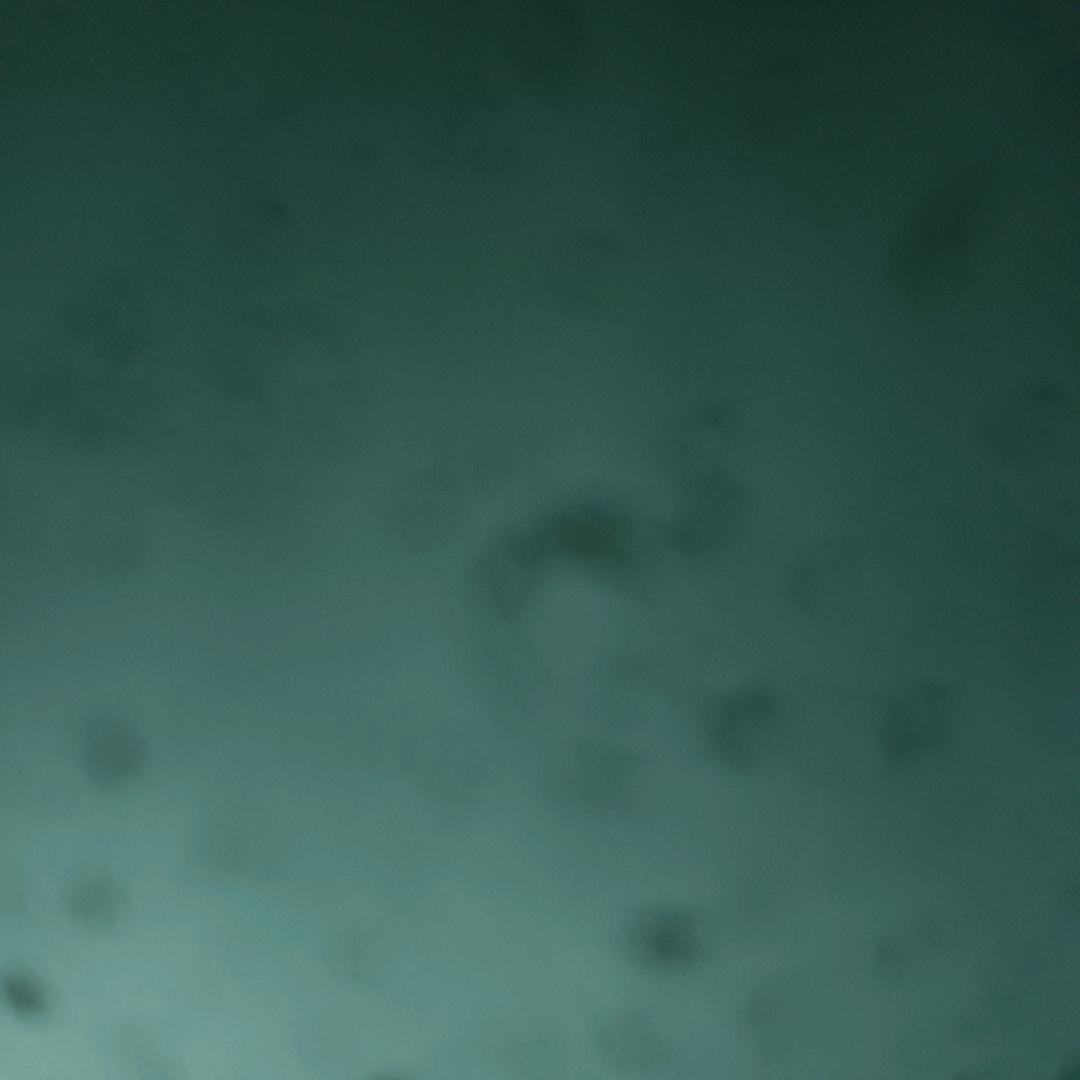鑫颖