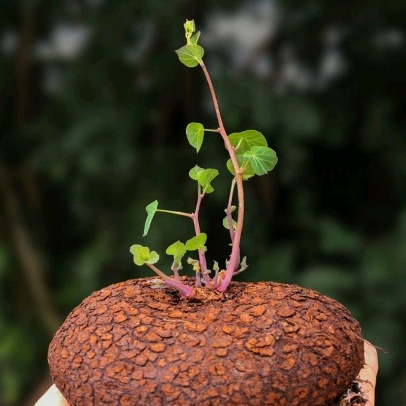 漫悠花坊