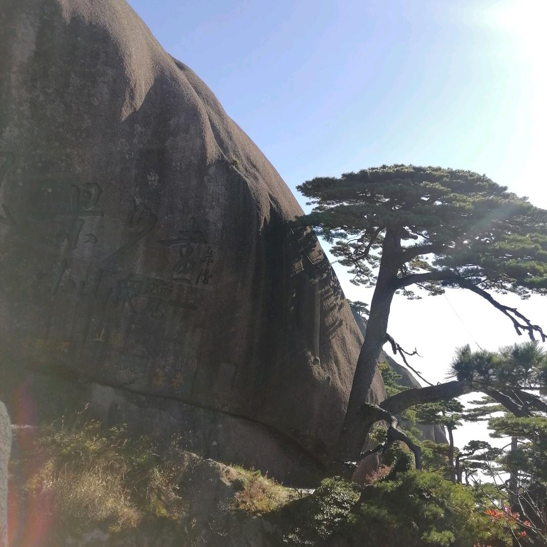 用户，鲁阳，兰花