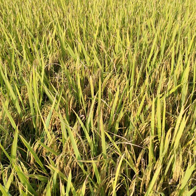 风吹稻花🌸🌾