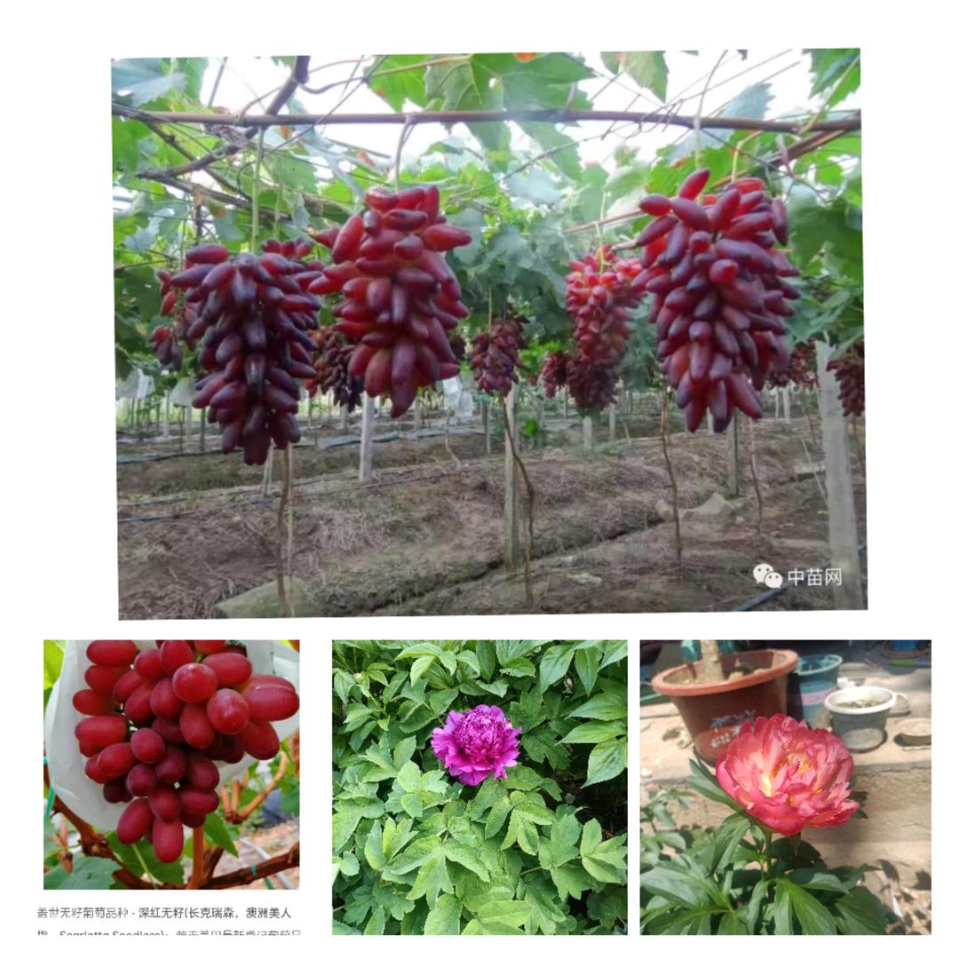 ( ﹡ˆoˆ﹡ )吉星高赵