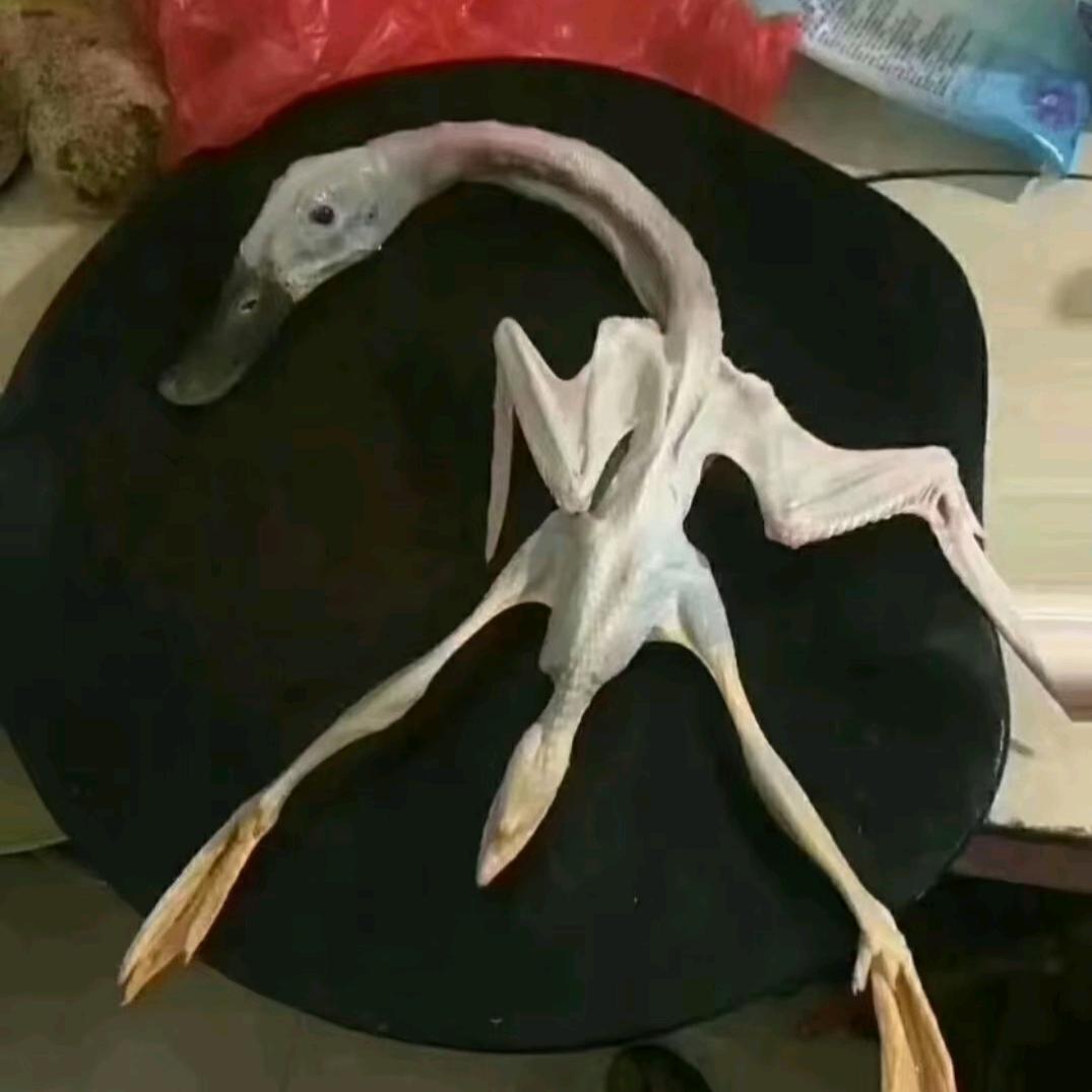 陈杰仔