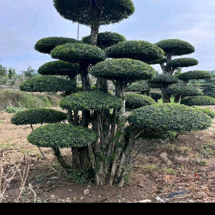 蓝天