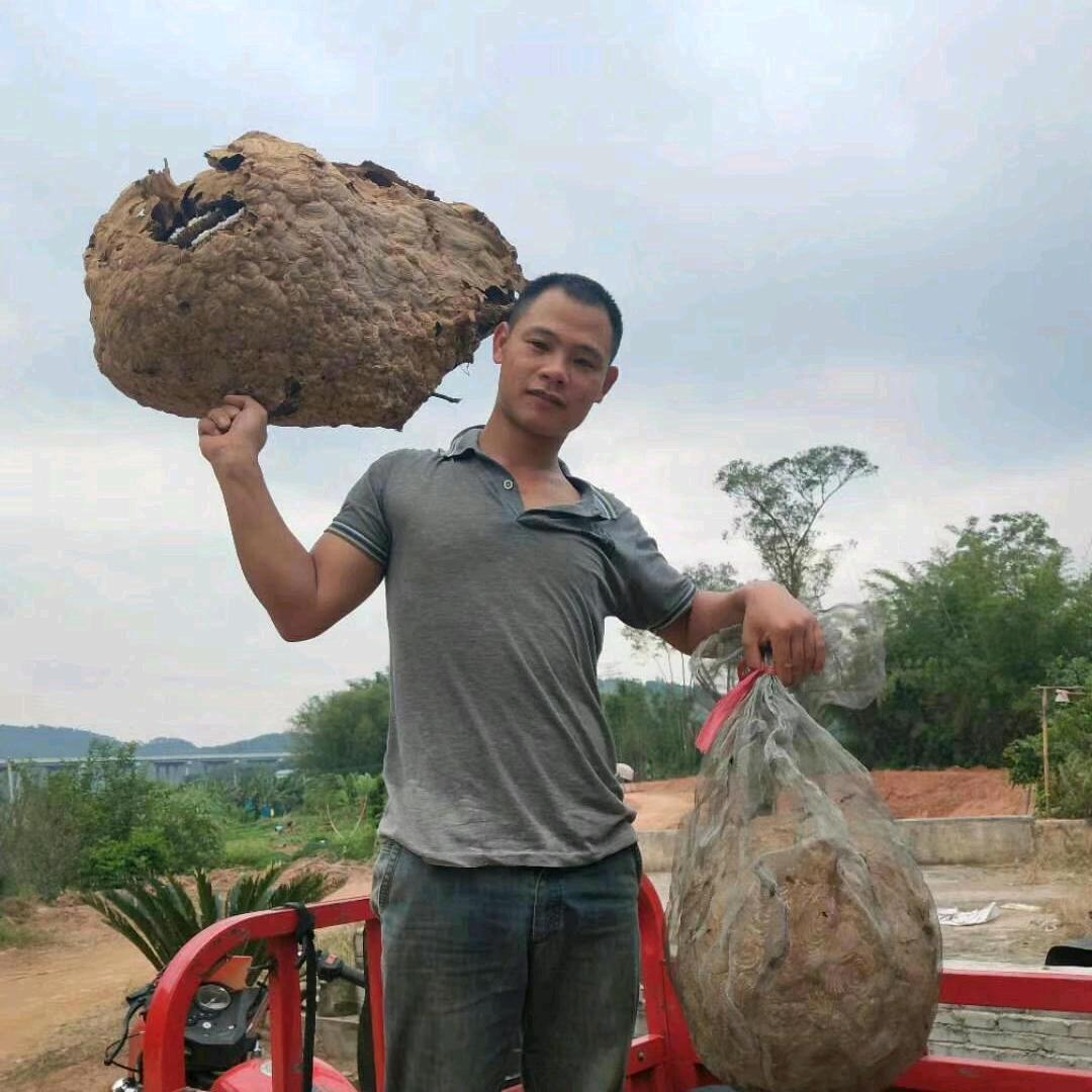 谢氏胡蜂