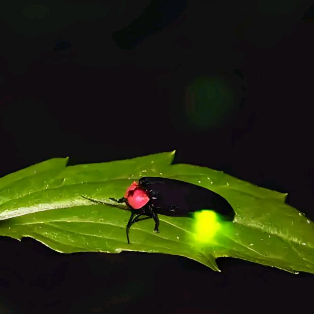 老周甄选中草药