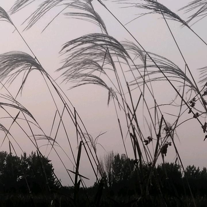 霞儿