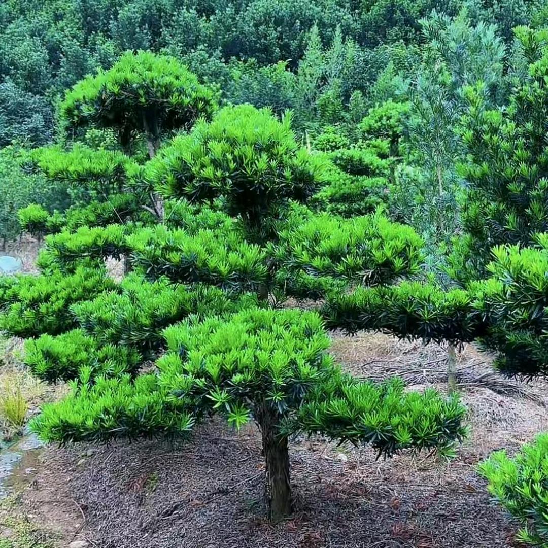 倾花乐盆景园艺