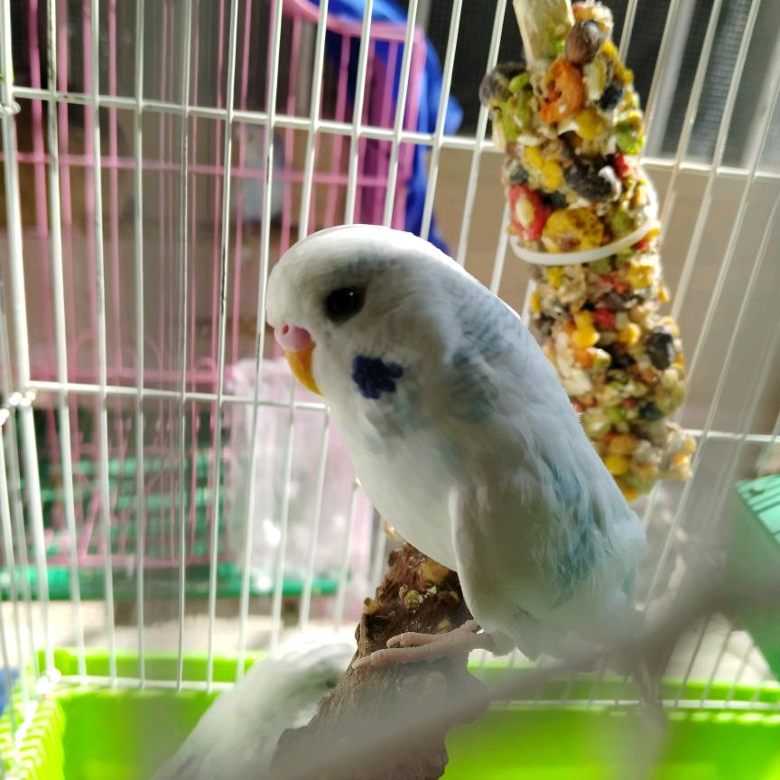家有小鹦鹉