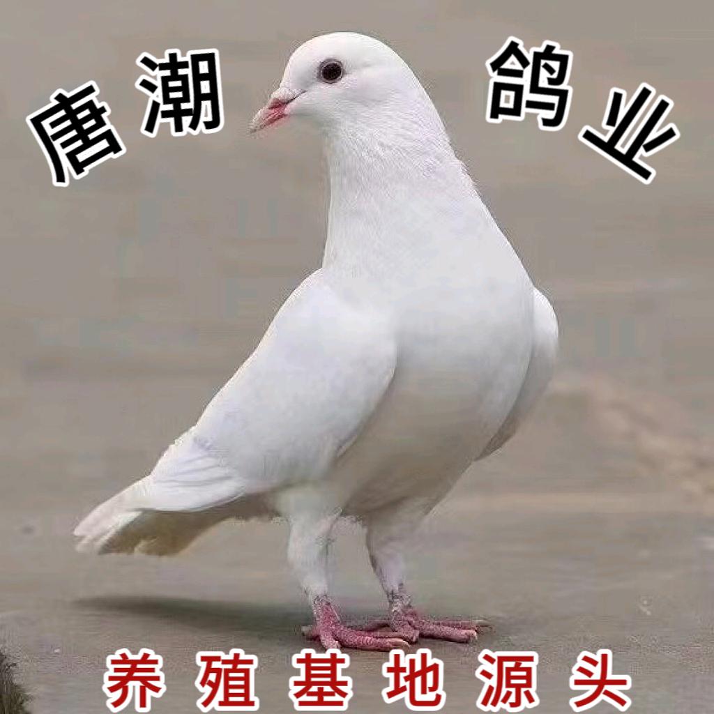 佛山市唐潮农产品生鲜供应链有限公司