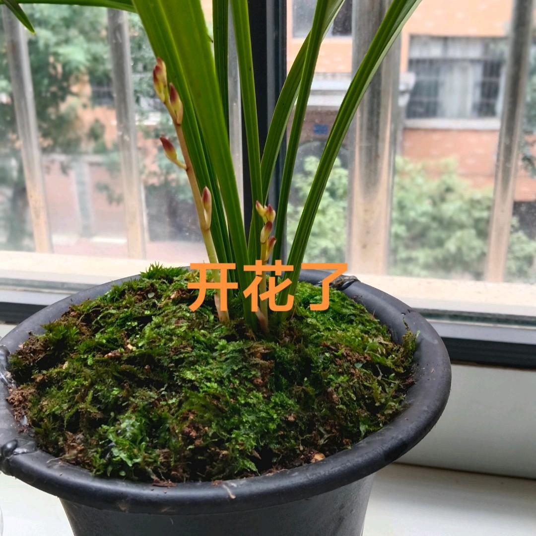 蔷薇