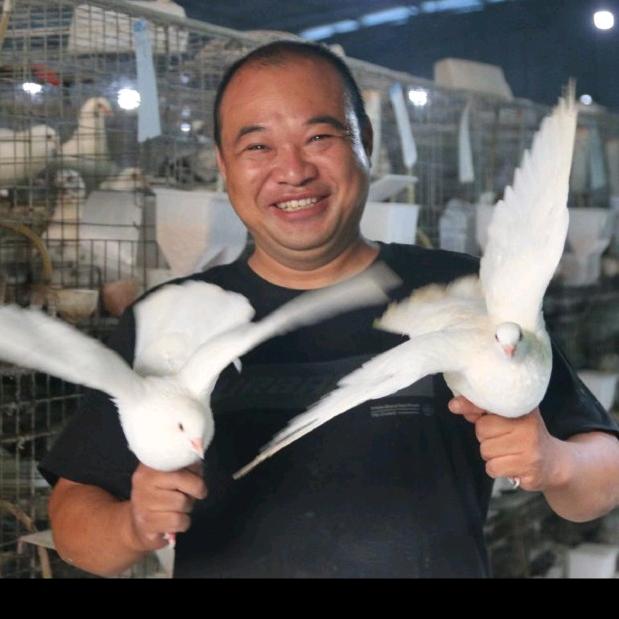 曾氏鸽业