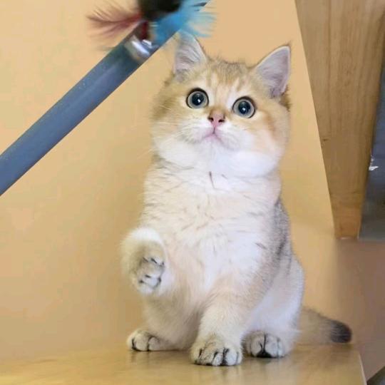 跳跳是只猫🐱