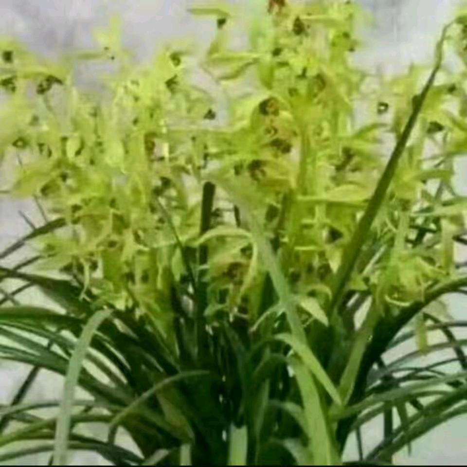 十月茶花开