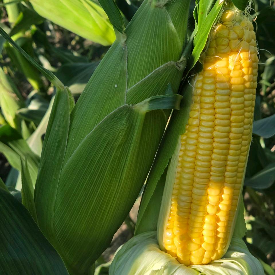 鲜食玉米全国代收代销5